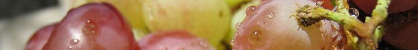 cropped-800px-grapes_angoor.jpg
